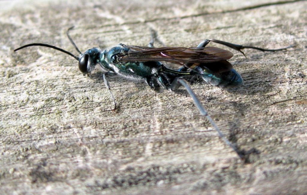 Chlorion (Sphecidae)? no, Chalybion bengalense